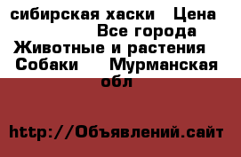 l: сибирская хаски › Цена ­ 10 000 - Все города Животные и растения » Собаки   . Мурманская обл.